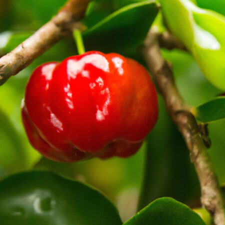 Acerola: descubra todos os benefícios desta fruta nutritiva e saborosa!